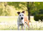 Adopt Jet a Cattle Dog, Mixed Breed