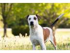 Adopt Jester a Cattle Dog, Mixed Breed