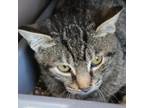 Adopt Meatball a Domestic Short Hair