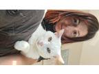 Adopt PEARL THE GOLDEN-GIRL!!!! a White Turkish Van (short coat) cat in