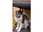 Adopt Charo a Gray or Blue (Mostly) Domestic Shorthair / Mixed (short coat) cat