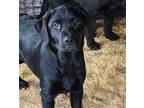 Adopt Sally ~ meet me! a Black Rottweiler / Labrador Retriever / Mixed dog in