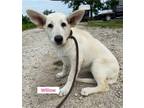 Adopt Willow (In foster) a White German Shepherd Dog / Mixed dog in Pottstown
