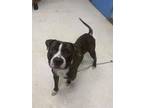 Adopt Pablo a Pit Bull Terrier, Mixed Breed