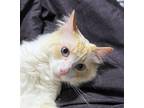 Adopt Ghost a Domestic Longhair / Mixed cat in Hartford, CT (41360145)