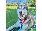 Adopt Emmie a Siberian Husky / Mixed dog in Mipiltas, CA (41466371)