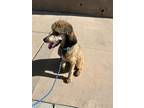 Adopt Cooper a Tricolor (Tan/Brown & Black & White) Poodle (Standard) / Mixed