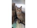 Adopt Peach a Domestic Shorthair / Mixed cat in Errington, BC (41465406)