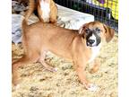 Adopt Puddles ~ meet me! a Tan/Yellow/Fawn - with White Boxer / Weimaraner /