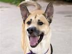 Adopt HARVEY a Tan/Yellow/Fawn German Shepherd Dog / Siberian Husky / Mixed dog