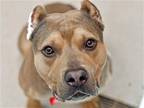 Adopt BARNABUS a Tan/Yellow/Fawn Pit Bull Terrier / Mixed dog in Denver