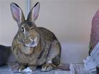 Adopt HONEY a Other/Unknown / Mixed (medium coat) rabbit in Denver