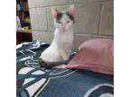 Adopt Fin a White (Mostly) American Shorthair / Mixed (short coat) cat in