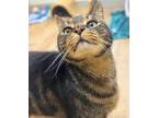 Adopt Kauai a Domestic Shorthair / Mixed cat in Rowlett, TX (41464984)