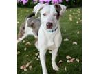 Adopt Charlie a White Australian Shepherd / Mixed dog in Gwinn, MI (41453628)