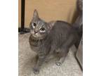 Adopt Pudge - I AM AT PetSmart Framingham a Gray or Blue Domestic Shorthair /