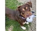 Adopt Roxanne a Brown/Chocolate Mixed Breed (Large) / Mixed dog in Indianapolis