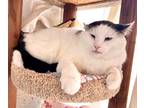Adopt Snookie a White Domestic Shorthair / Domestic Shorthair / Mixed cat in