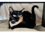 Adopt Mitzie a All Black Domestic Shorthair / Domestic Shorthair / Mixed cat in