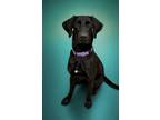 Adopt Dutchess a Black Labrador Retriever / Mixed dog in Gulfport, MS (41120565)