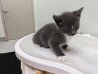 Adopt Baloo a Gray or Blue Domestic Shorthair / Domestic Shorthair / Mixed cat