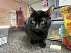 Adopt Harlow a All Black Domestic Mediumhair / Domestic Shorthair / Mixed cat in