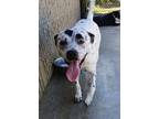 Adopt Tizzy a White Australian Cattle Dog / Terrier (Unknown Type