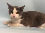 Adopt Gustav a White Domestic Shorthair / Domestic Shorthair / Mixed cat in