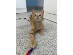 Adopt Cobalt (bonded To Royal) a Domestic Shorthair / Mixed cat in Richmond