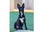 Adopt Ducky a Black German Shepherd Dog / Mixed dog in Fresno, CA (40845861)