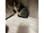 Adopt Sailor a Domestic Short Hair