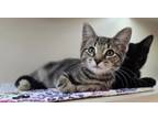 Adopt Fern a Brown or Chocolate Domestic Shorthair / Domestic Shorthair / Mixed