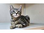 Adopt Batty a Brown or Chocolate Domestic Shorthair / Domestic Shorthair / Mixed