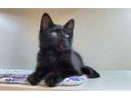 Adopt Crysta a All Black Domestic Mediumhair / Domestic Shorthair / Mixed cat in
