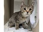 Adopt Pips a Brown or Chocolate Domestic Shorthair / Domestic Shorthair / Mixed