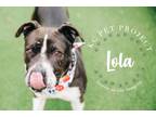 Adopt Lola a Black American Pit Bull Terrier / Mixed Breed (Medium) / Mixed