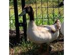 Adopt Donny a Duck