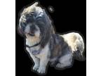 Adopt Slyvester a Gray/Silver/Salt & Pepper - with White Shih Tzu / Mixed dog in