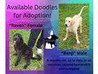 Adopt Benji a Tan/Yellow/Fawn Labradoodle / Mixed dog in Hooksett, NH (41466327)