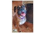 Adopt Zara a Tan/Yellow/Fawn Boxer / Mixed dog in Woodinville, WA (39837396)