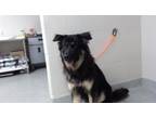 Adopt A170802 a German Shepherd Dog, Mixed Breed