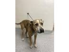 Adopt A170777 a Pit Bull Terrier, Mixed Breed