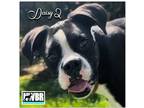 Adopt Daisy 2024-2 a Black - with White Boxer / Mixed dog in Woodinville