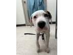 Adopt Brock a Dogo Argentino / Mixed dog in Vancouver, BC (41466360)