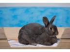 Adopt Lisbon a Bunny Rabbit
