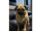 Adopt Mr Puggins a Tan/Yellow/Fawn Pug / Mixed dog in Fontana, CA (41466357)