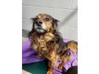 Adopt Miles a Hound (Unknown Type) / Mixed dog in Kenai, AK (41465069)