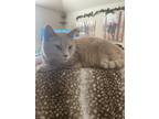 Adopt Ms Vida Boheme a Tan or Fawn Tabby Maine Coon / Mixed (medium coat) cat in