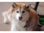 Adopt Kita a Siberian Husky / Mixed dog in Walnut Creek, CA (40788749)