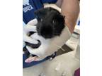 Adopt Rico a Guinea Pig